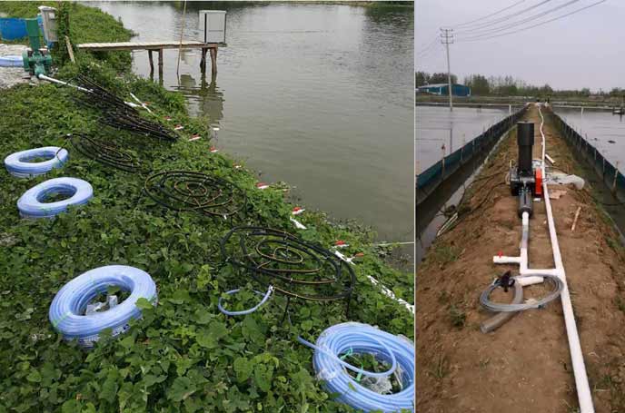 水产养殖罗茨樱花草在线观看播放视频www